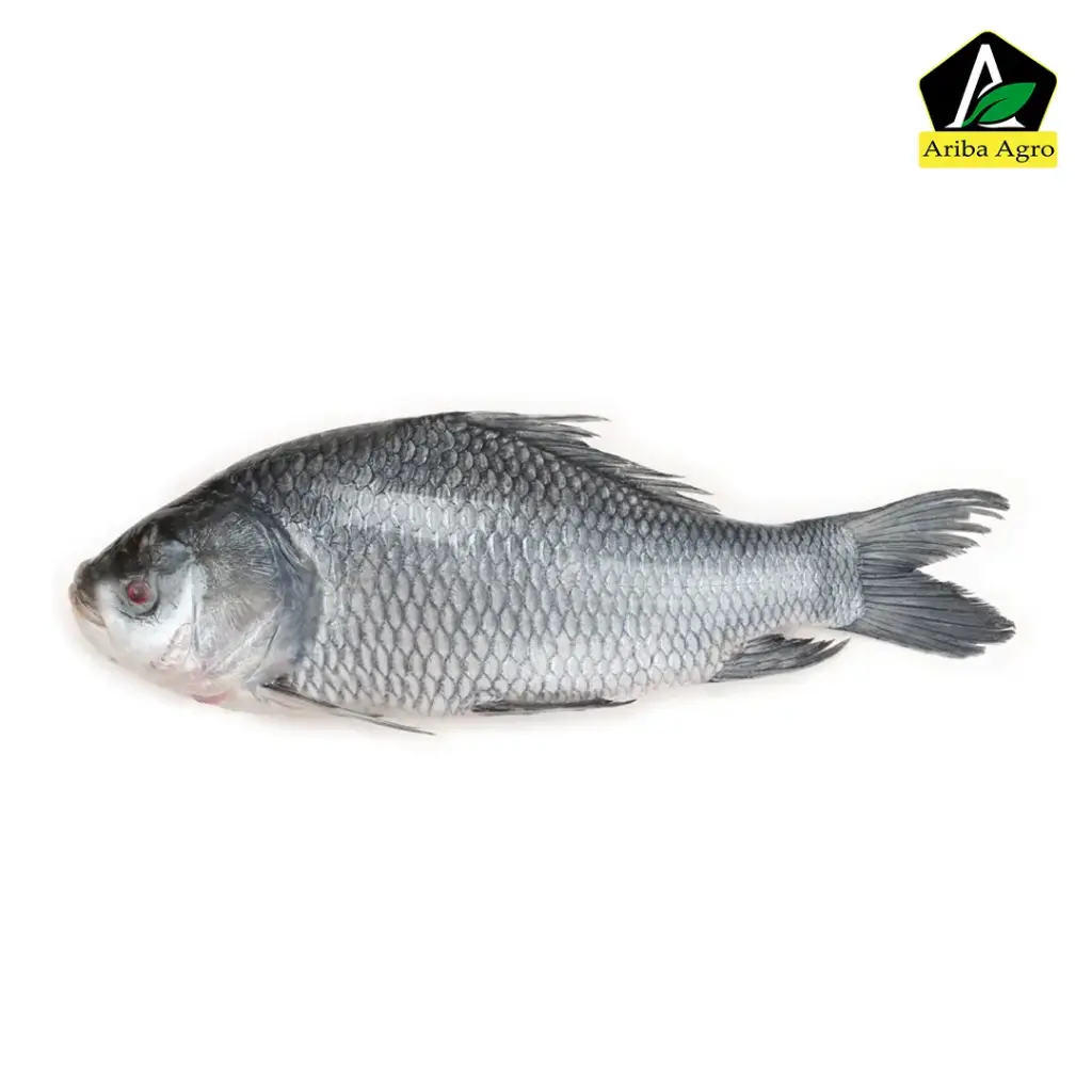 Deshi Katol Fish (দেশী কাতল মাছ)
