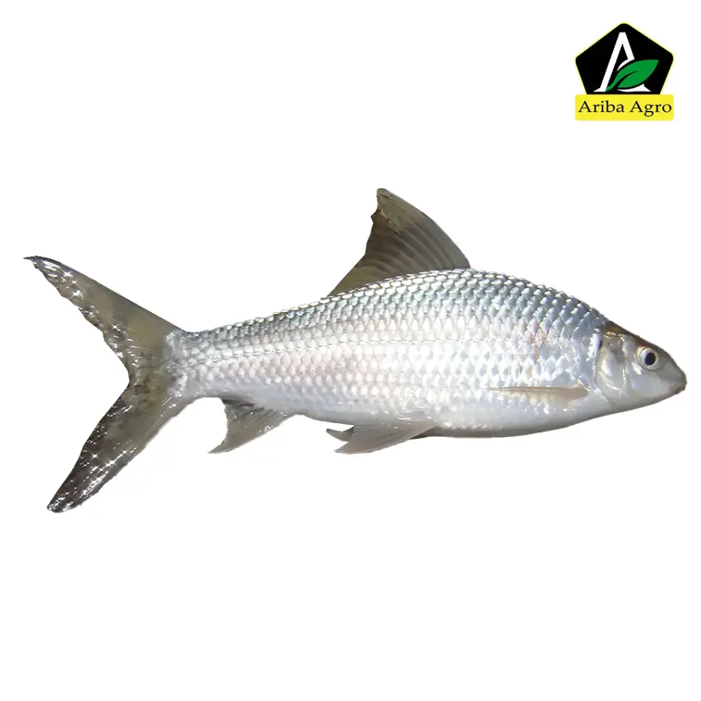 Deshi Mrigel Fish (দেশী মৃগেল মাছ)
