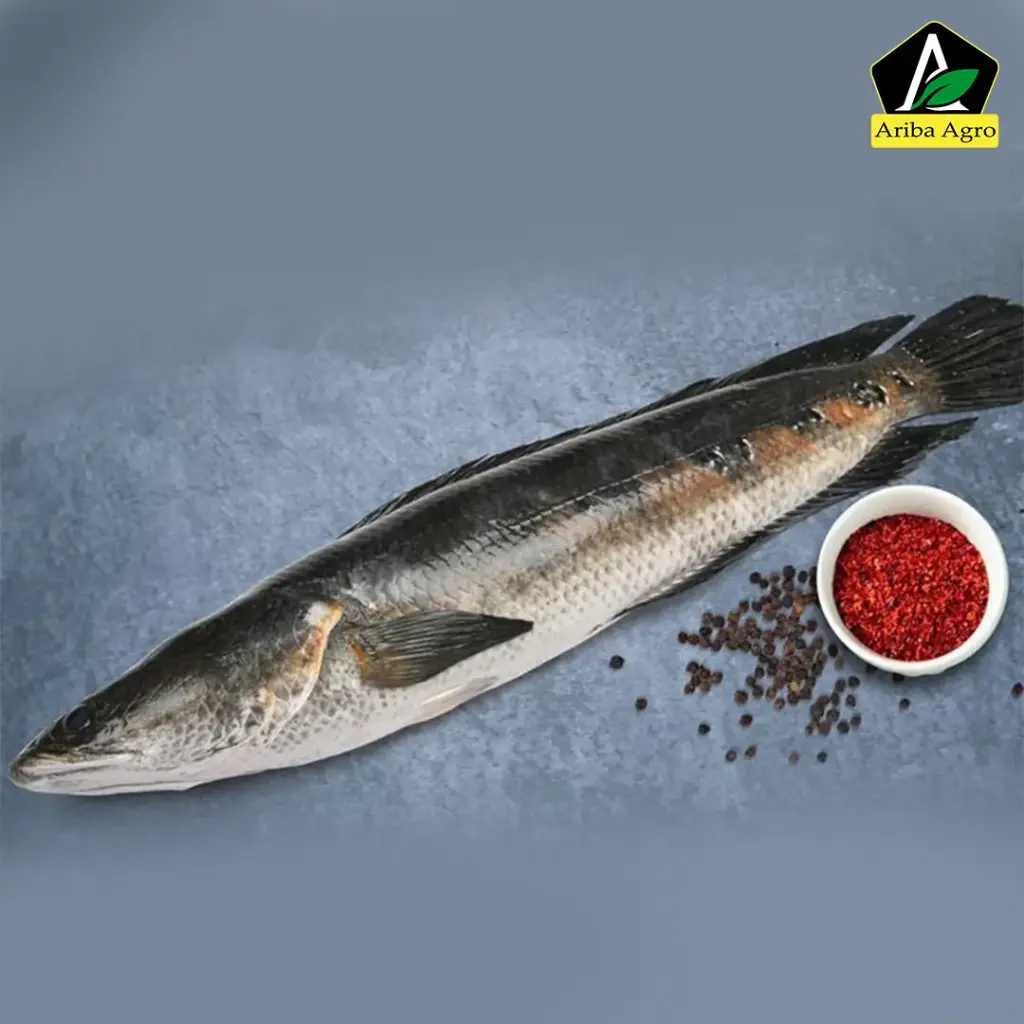 Gojar/Shol Fish গজার শোল মাছ