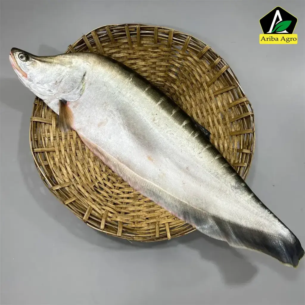 River Chitol Fish (নদীর চিতল মাছ)