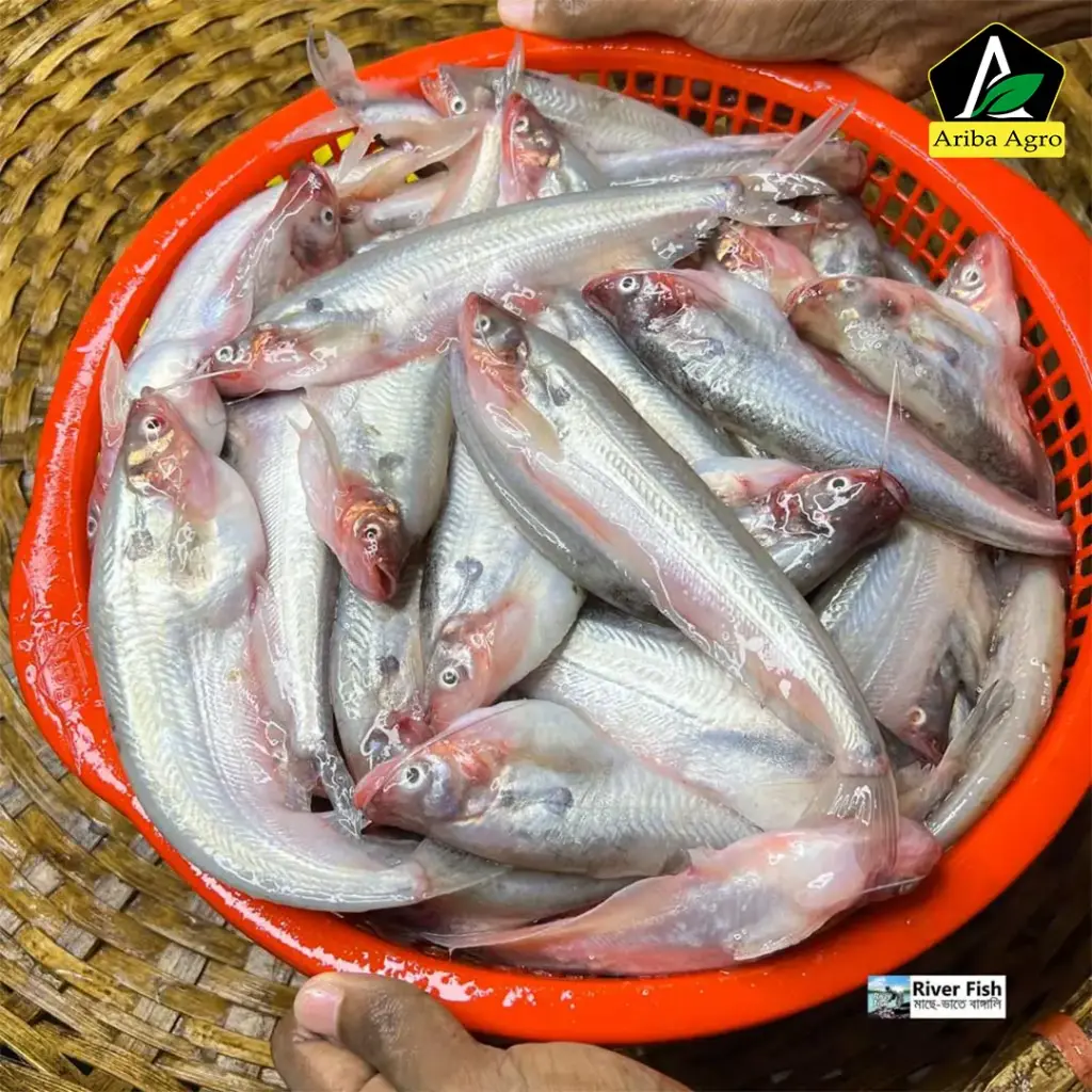 River Pabda Fish (নদীর পাবদা মাছ)