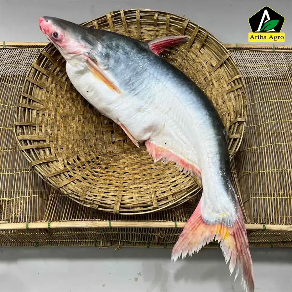 River Pangash Fish Whole. (নদীর পাঙ্গাশ মাছ আস্ত)