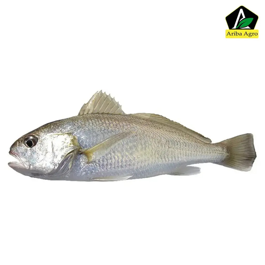 Silver Croaker / Silver Poa Fish