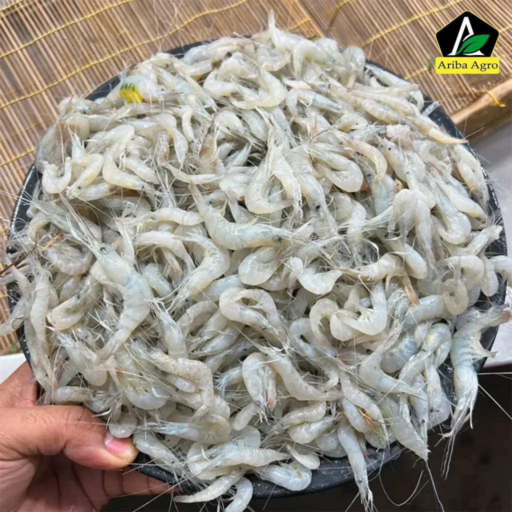 Small Prawn (ছোট গুরা চিংড়ি)