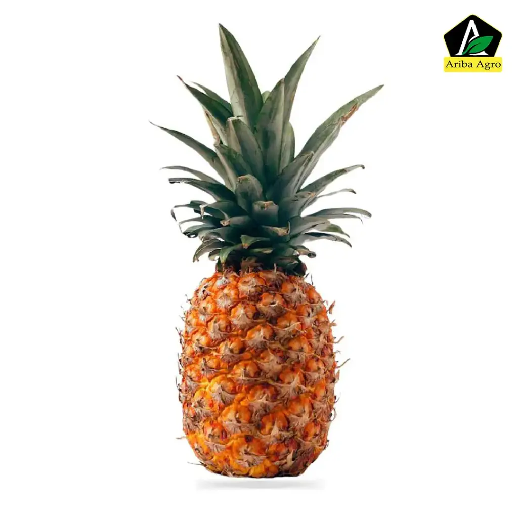 Hilly Pineapple (আনারস)