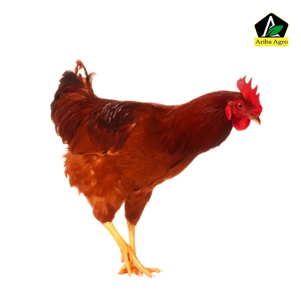 Premium Sonali / Cock Chicken (সোনালী মুরগী)