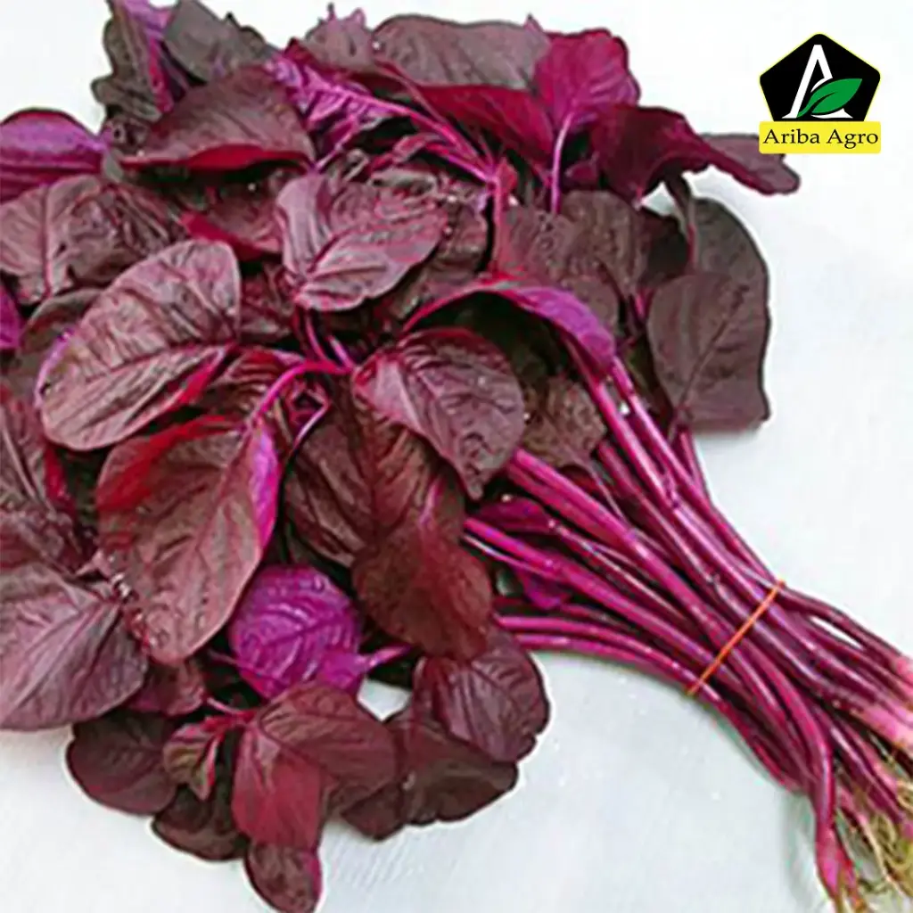 Red Spinach – লাল শাক