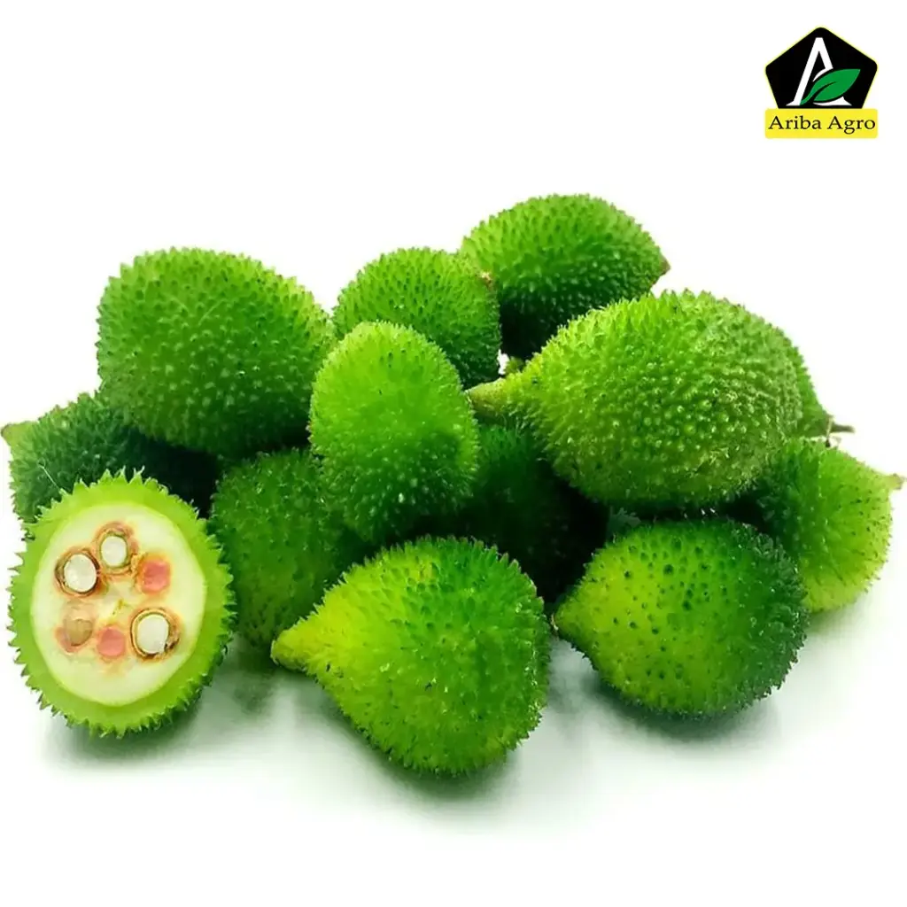 Ivy Gourd – কাকরোল