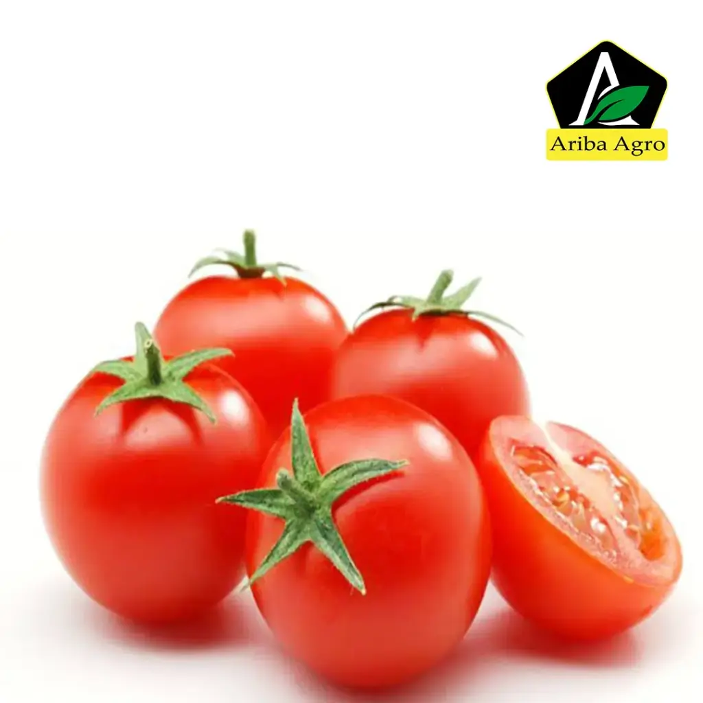Tomato – টমেটো
