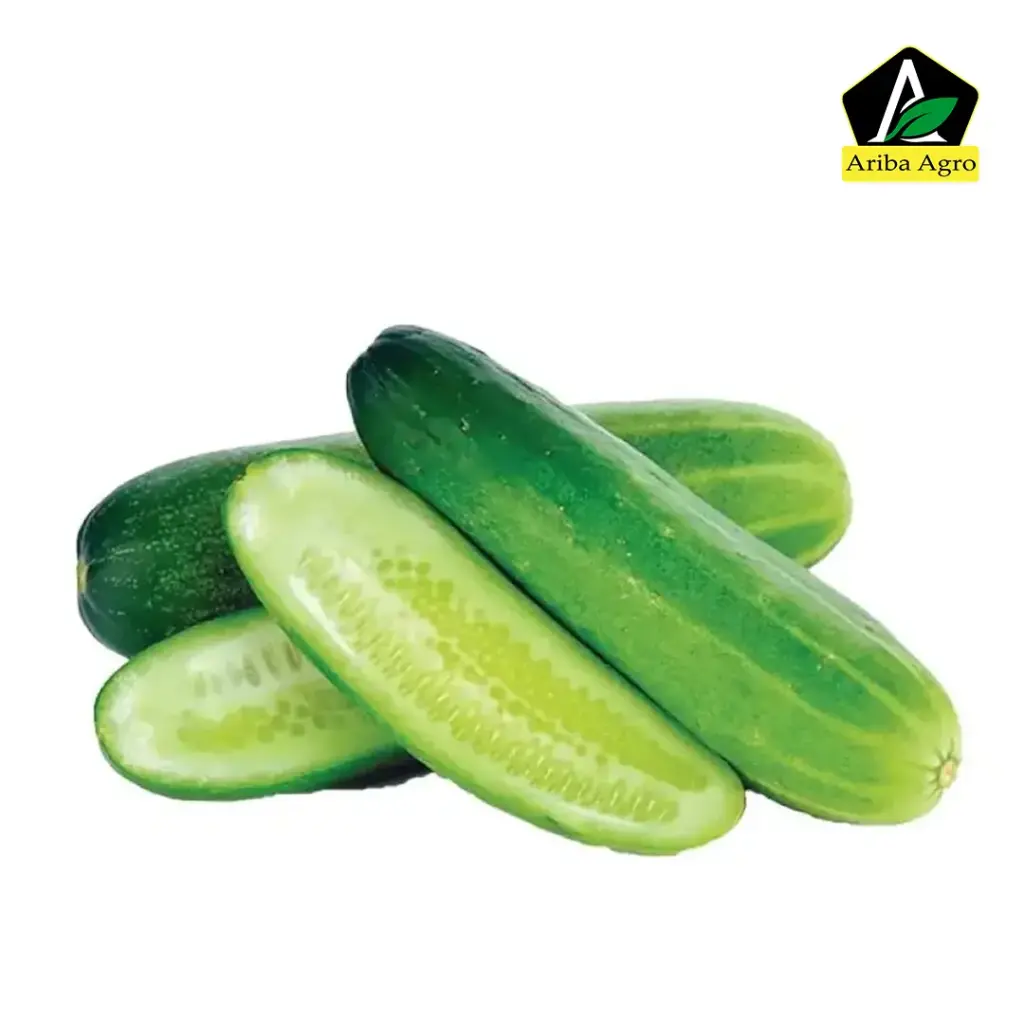 Cucumber – শশা