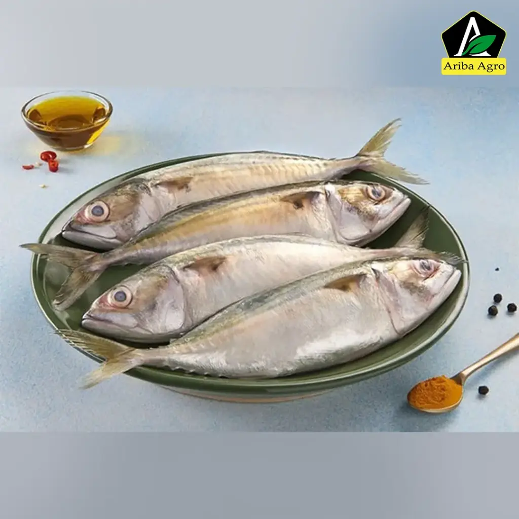 Ayala/Mackerel Fish Whole (আইলা মাছ) | Ariba Mart