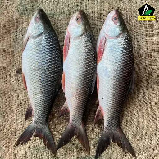 Deshi Nola Fish (দেশী নলা মাছ)