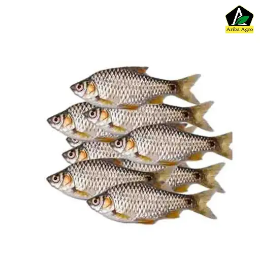 Desi Puti Maach Whole (দেশী পুটি মাছ আস্ত)