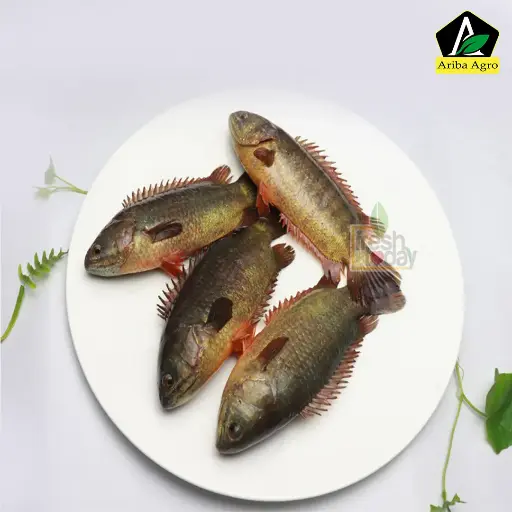 Fresh Koi Fish Whole (ফ্রেশ কৈ মাছ)
