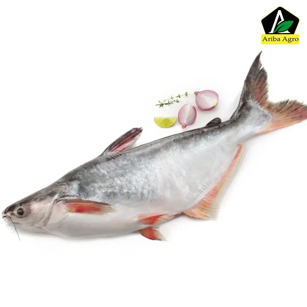 Fresh Pangash Fish Whole (ফ্রেশ পাঙ্গাশ মাছ) | Ariba Mart