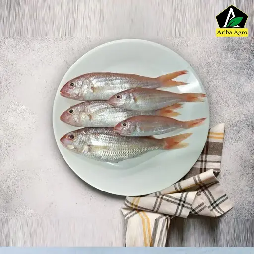 Queen Poa/Red Poya Small (ছোট সুন্দরি পোয়া মাছ)