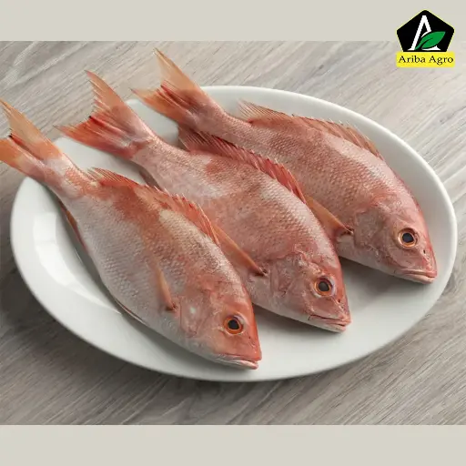 Red Snapper fish