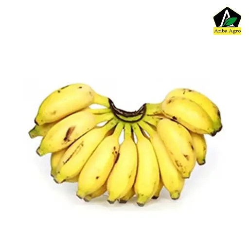 Hilly Banana (চাপা কলা)