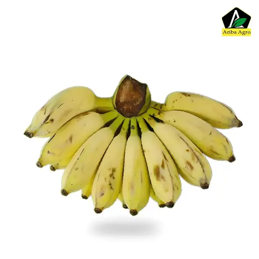 Hilly Banana (বাংলা কলা)