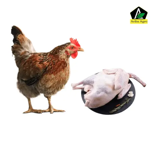 Deshi Chicken (Live) (দেশী মুরগি)