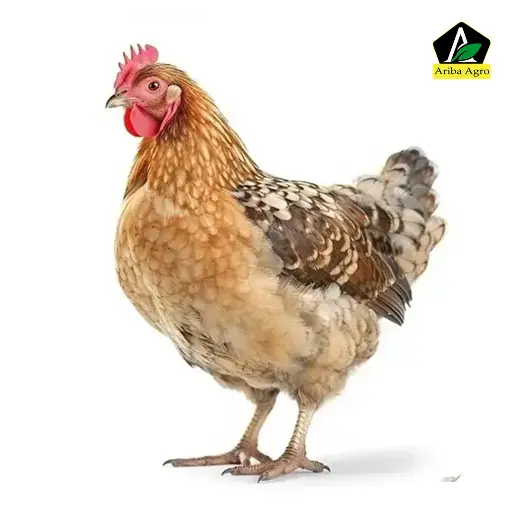 Premium Deshi Chicken (দেশি মোরগী)