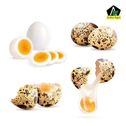 Koyel Pakhir Dim – কোয়েল পাখির ডিম 