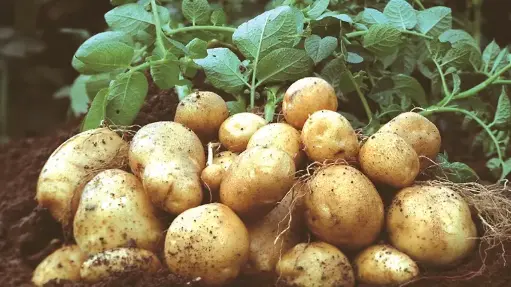 New Diamond Alu Sada - নতুন আলু (1kg)